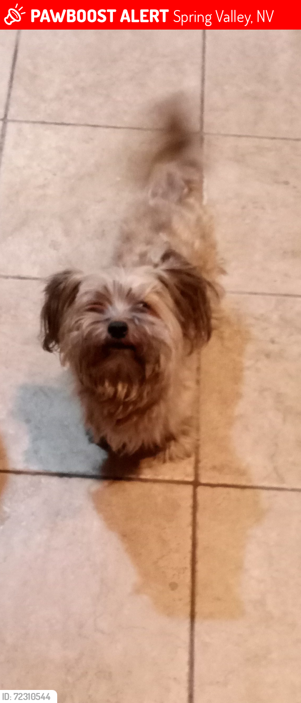 Lost Male Dog last seen Spring mtn and buffalo, Spring Valley, NV 89147