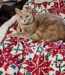 Lost Male Cat last seen Orange Park South/Avila Way, Middleburg, FL 32068