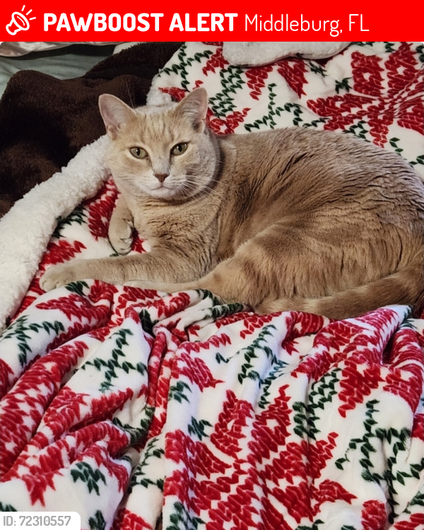 Lost Male Cat last seen Orange Park South/Avila Way, Middleburg, FL 32068