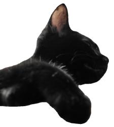 Lost Female Cat last seen Georgia and Waycross, Springdale, AR 72762