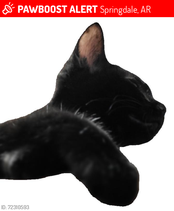 Lost Female Cat last seen Georgia and Waycross, Springdale, AR 72762