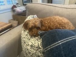 Lost Male Dog last seen Foothill and Fremont, South Pasadena, CA 91030