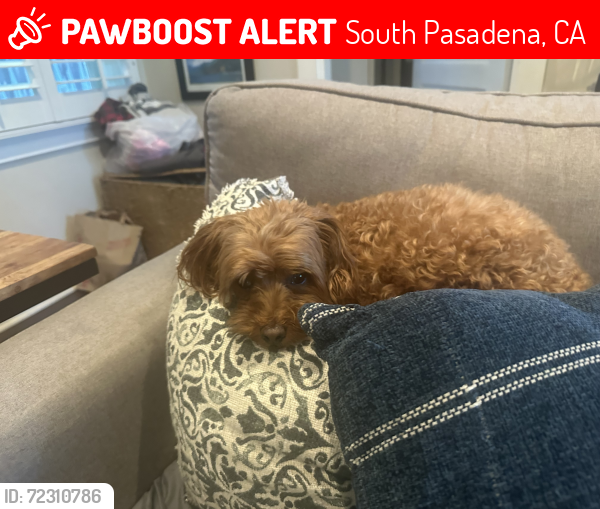 Lost Male Dog last seen Foothill and Fremont, South Pasadena, CA 91030