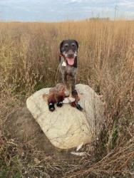 Lost Female Dog last seen Near 175 th st northwest of town, Wellsburg, IA 50680