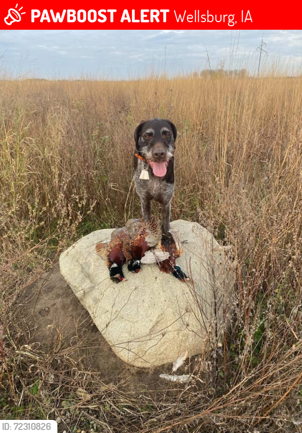 Lost Female Dog last seen Near 175 th st northwest of town, Wellsburg, IA 50680