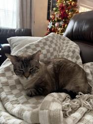 Lost Female Cat last seen Southfork Boulevard near shute lane, Nashville, TN 37138