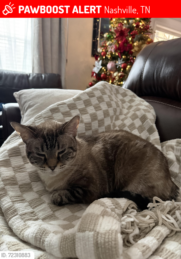 Lost Female Cat last seen Southfork Boulevard near shute lane, Nashville, TN 37138