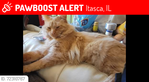 Lost Male Cat last seen N Maples St, Itasca Il, Itasca, IL 60143