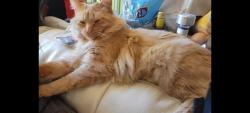 Lost Male Cat last seen N Maples St, Itasca Il, Itasca, IL 60143