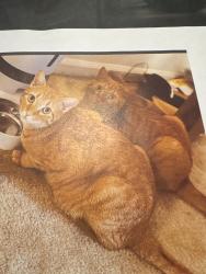 Lost Male Cat last seen Near H street SW are, Washington, DC 20024
