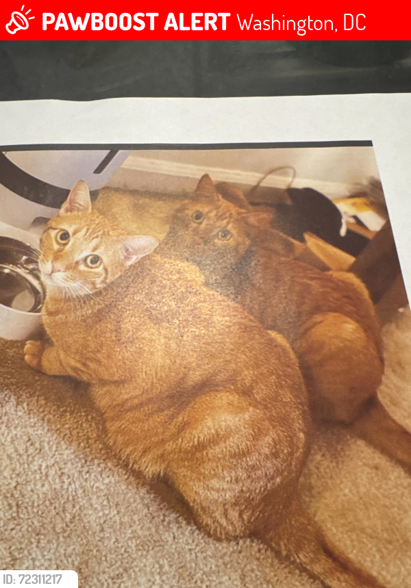 Lost Male Cat last seen Near H street SW are, Washington, DC 20024