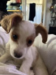 Lost Male Dog last seen Powerinn and Blackhawk , Sacramento, CA 95828