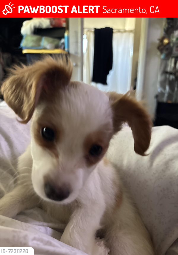 Lost Male Dog last seen Powerinn and Blackhawk , Sacramento, CA 95828