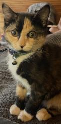 Lost Female Cat last seen McElroy Rd and Lee Ln Area, Mansfield, OH 44905