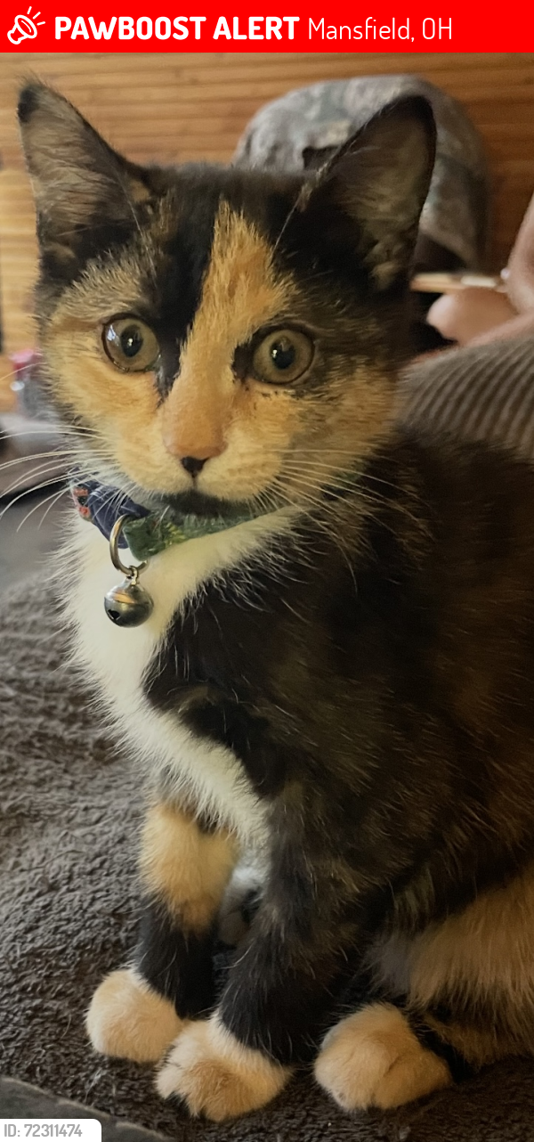 Lost Female Cat last seen McElroy Rd and Lee Ln Area, Mansfield, OH 44905