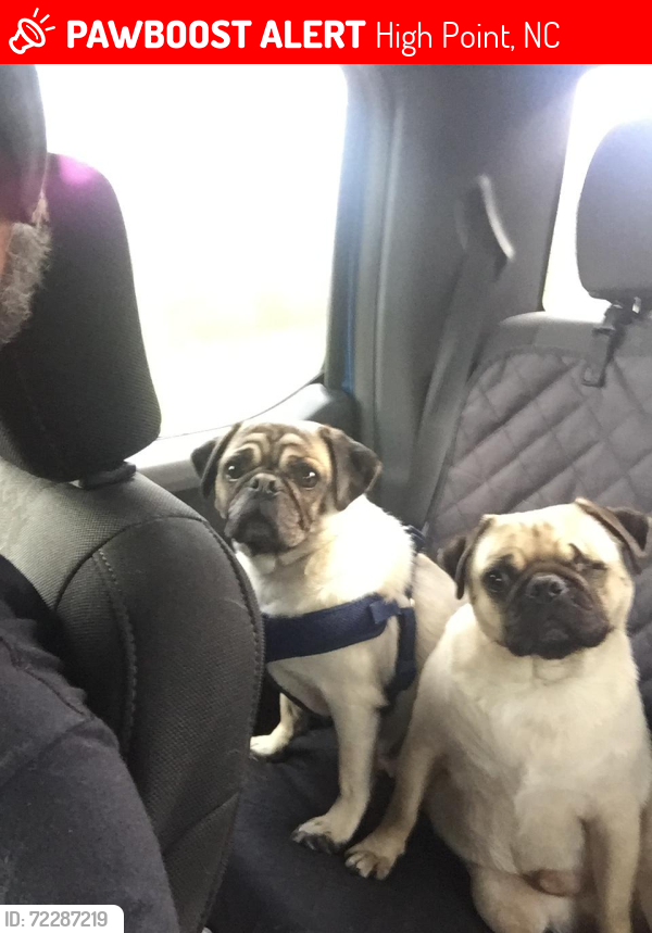 Lost Male Dog last seen Near Eagleston Ct High Point, High Point, NC 27265