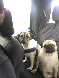 Lost Male Dog last seen Near Eagleston Ct High Point, High Point, NC 27265