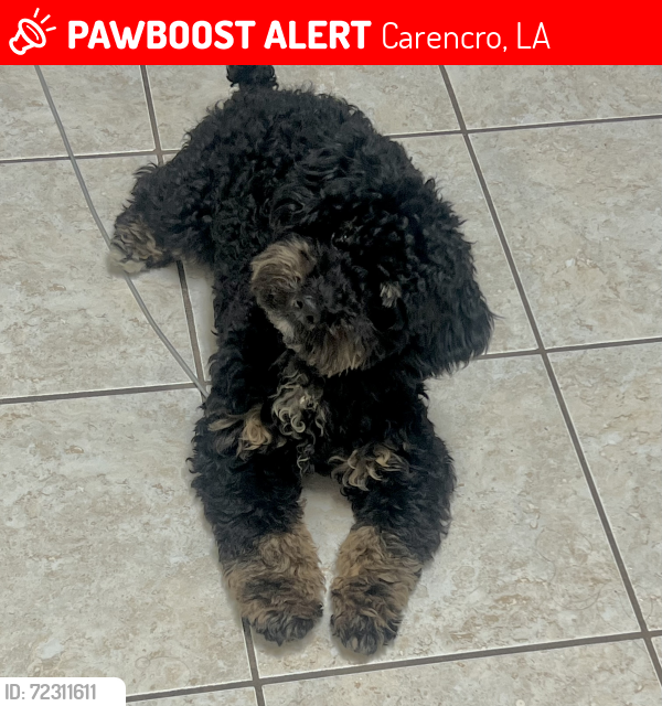 Lost Male Dog last seen Corner of 711 wagon trail road and old heritage lane, Carencro, LA 70520