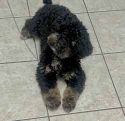 Lost Male Dog last seen Corner of 711 wagon trail road and old heritage lane, Carencro, LA 70520