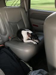 Lost Female Dog last seen Came out my front door at 24 south 5 th street Lebanon pa , Lebanon, PA 17042