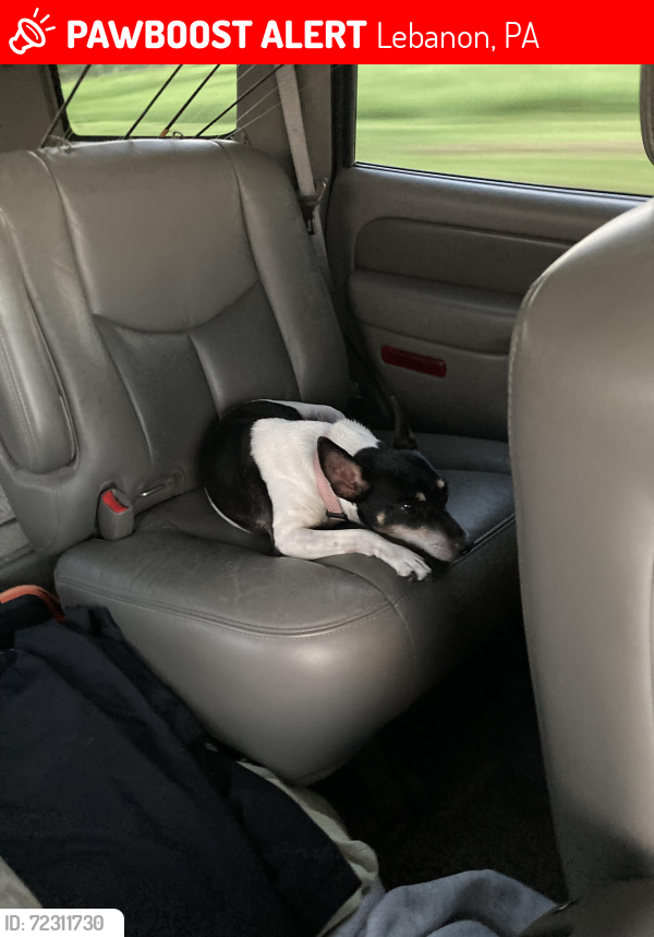 Lost Female Dog last seen Came out my front door at 24 south 5 th street Lebanon pa , Lebanon, PA 17042