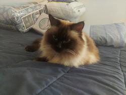 Lost Female Cat last seen Park Vista,, Fort Worth, TX 76244