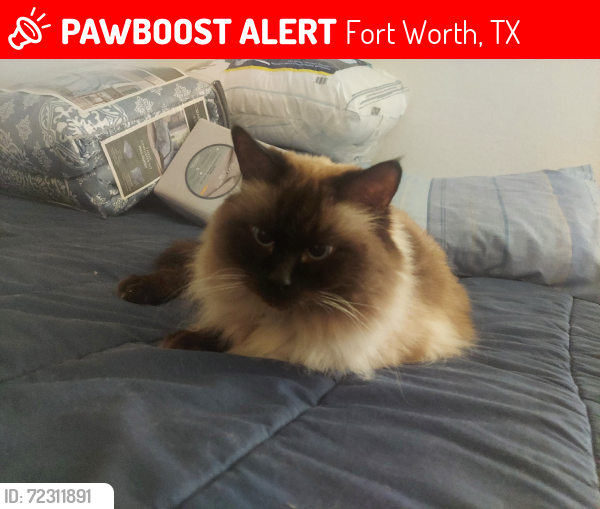 Lost Female Cat last seen Park Vista,, Fort Worth, TX 76244