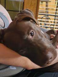 Lost Female Dog last seen Miller and university , Rowlett, TX 75088