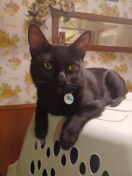 Lost Male Cat last seen Matthew rd. And Nadine ln., Grand Prairie, TX 75052