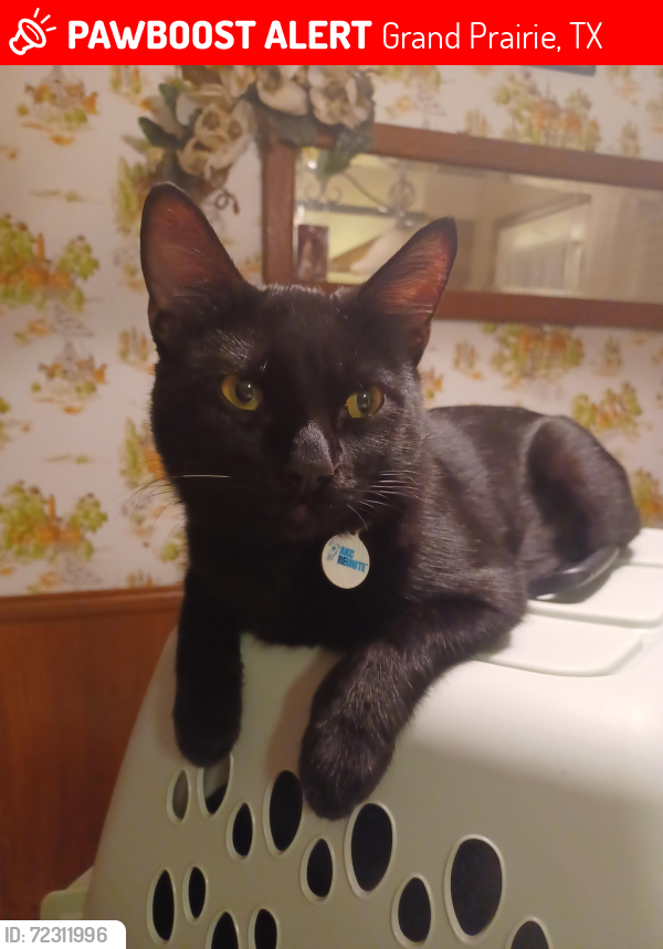 Lost Male Cat last seen Matthew rd. And Nadine ln., Grand Prairie, TX 75052