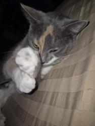 Lost Female Cat last seen Azalea park , Orlando, FL 32822