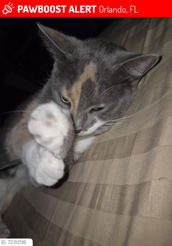 Lost Female Cat last seen Azalea park , Orlando, FL 32822