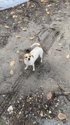 Lost Female Dog last seen Sun city Center Wells Fargo bank , Sun City Center, FL 33573