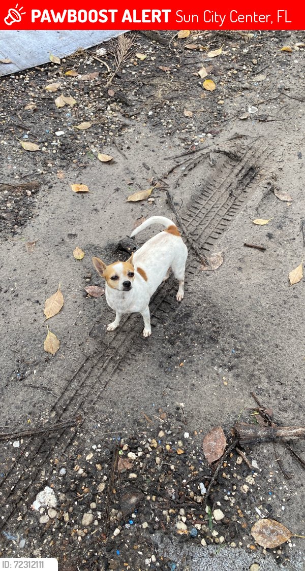 Lost Female Dog last seen Sun city Center Wells Fargo bank , Sun City Center, FL 33573