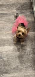 Lost Female Dog last seen orchard valley and treeline, Las Vegas, NV 89142