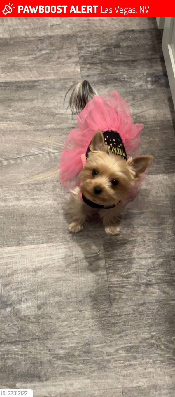 Lost Female Dog last seen orchard valley and treeline, Las Vegas, NV 89142