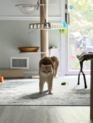 Lost Female Cat last seen Thompson ave boundbrook, Bound Brook, NJ 08805