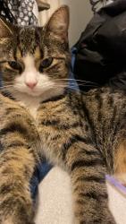 Lost Female Cat last seen Barton and balmoral , Hamilton, ON L8L 3E3