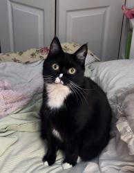 Lost Female Cat last seen Reems creek, Weaverville, NC 28787