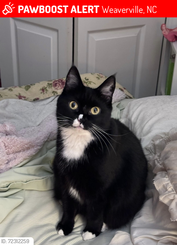 Lost Female Cat last seen Reems creek, Weaverville, NC 28787