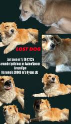 Lost Male Dog last seen Avalon/Vernon, Los Angeles, CA 90011