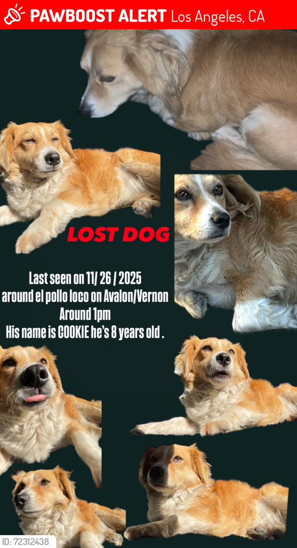 Lost Male Dog last seen Avalon/Vernon, Los Angeles, CA 90011