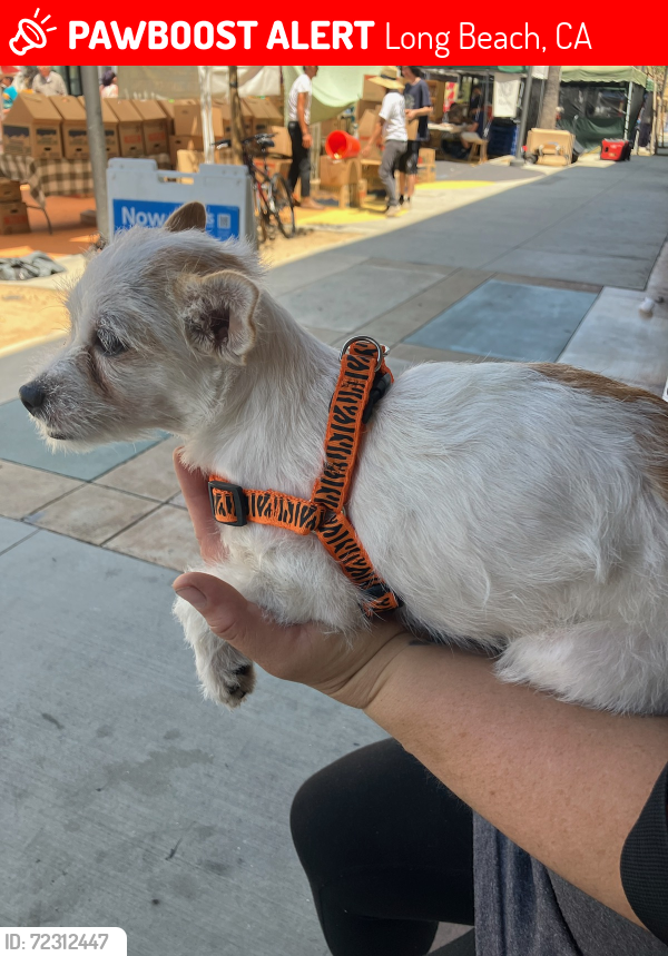 Lost Female Dog last seen Atlantic Ave., Signal Hill, CA 90755