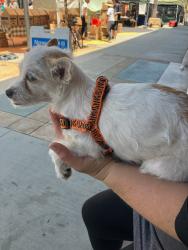 Lost Female Dog last seen Atlantic Ave., Signal Hill, CA 90755