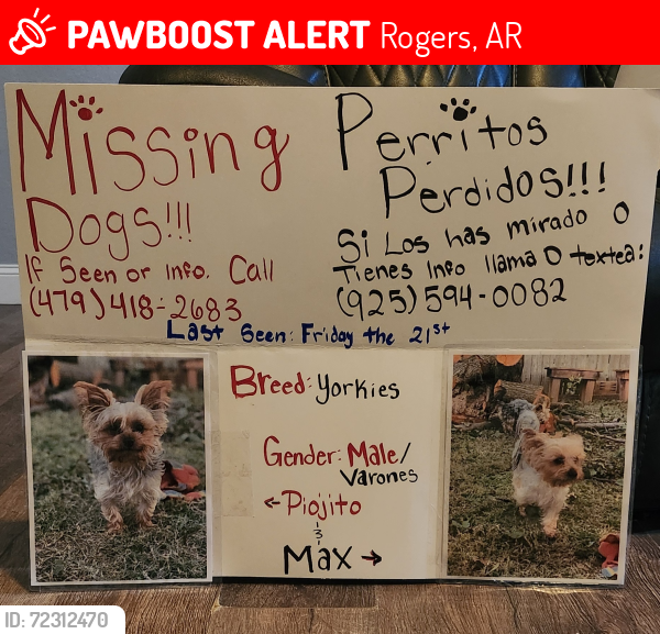 Lost Male Dog last seen 24st and w beech st, Rogers, AR 72756