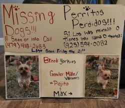 Lost Male Dog last seen 24st and w beech st, Rogers, AR 72756