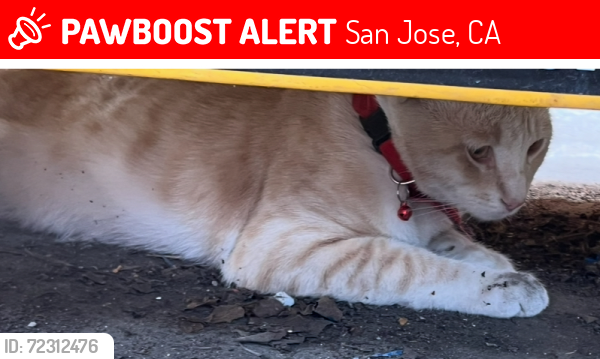 Lost Male Cat last seen Basil and irving Ave , San Jose, CA 95128