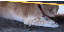 Lost Male Cat last seen Basil and irving Ave , San Jose, CA 95128