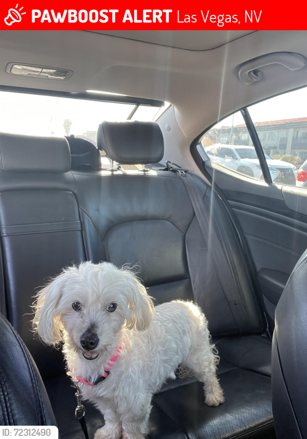 Las Vegas, NV Lost Female Dog, Cashmere Is Missing | PawBoost