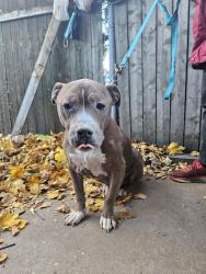 Found/Stray Male Dog last seen S. California and 42nd St., Chicago, IL 60632